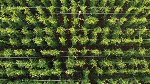 The lines in the green hops garden look symmetrical. Everything is green and fresh. Aerial shot.