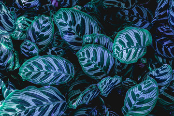 closeup nature view of green leaf in garden, dark wallpaper concept, nature background, tropical...