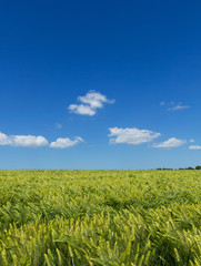 Nice, sunny day, spring vertical photo of the field of young wheat at maturation period and blue...