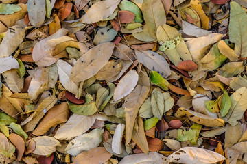 Colorful autumn fallen leaves on brown forest soil background, leaves on the ground from above.