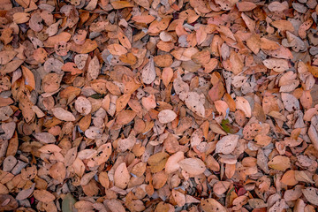 Colorful autumn fallen leaves on brown forest soil background, leaves on the ground from above.