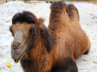 camel in the zoo