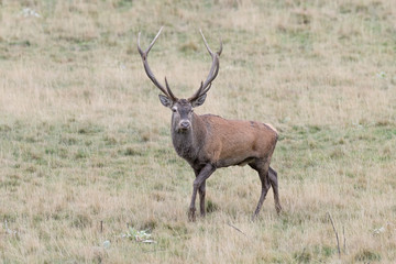 Naklejka na ściany i meble Red deer male in highlands (Cervus elaphus)