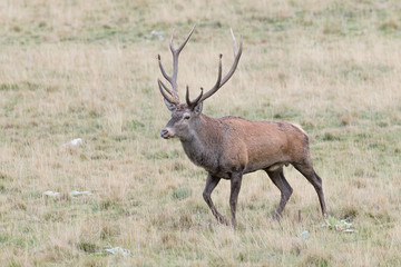 Red deer male in highlands (Cervus elaphus)