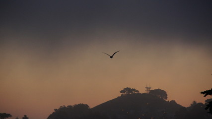 silhouette of bird in sunset