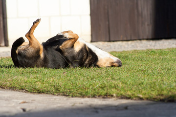 Funny dog lying on the grass on his back.