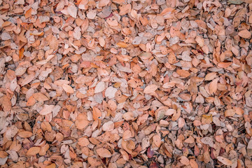 Colorful autumn fallen leaves on brown forest soil background, leaves on the ground from above.