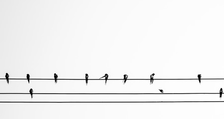 Group of swallows sitting on wires, blue sky in the background, For valentines day.