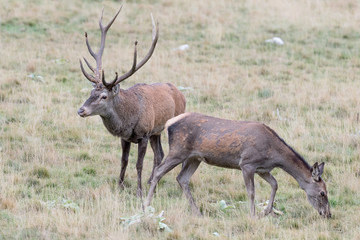 Naklejka na ściany i meble Ritual of courtship between Red deer male and female (Cervus elaphus)
