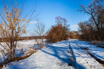Forest and field in early spring. P
