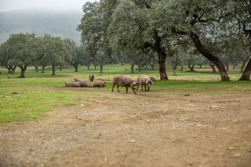 The Iberian pig in the meadow of Jabugo