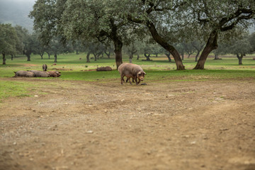 The Iberian pig in the meadow of Jabugo