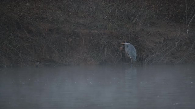 Great Blue Heron Hunts for Fish at the outfall river of the Jordan Lake Recreation Area Dam in North Carolina