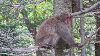 上高地　小梨平　猿　