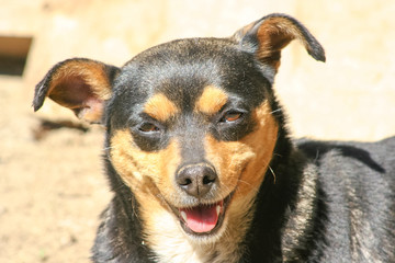 dog smile and happy in summer sunny day