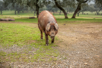 The Iberian pig in the meadow of Jabugo