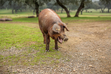 The Iberian pig in the meadow of Jabugo