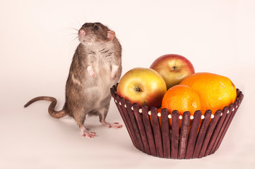 Rat with fruit