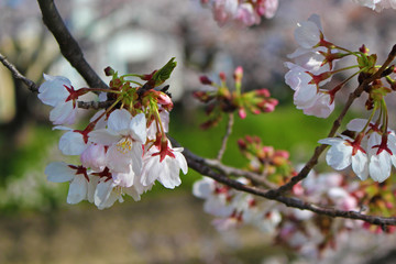 【日本】五条川の桜