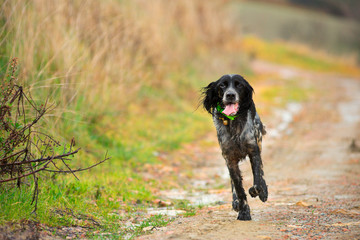 English setter is running on a dirty road in Tuscany, Italy