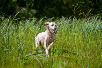Fototapeta premium Orange belton english setter is running in the tall grass
