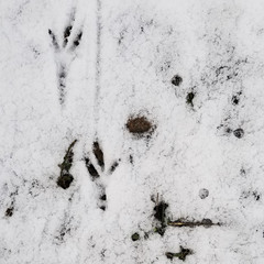 Texture of the snow