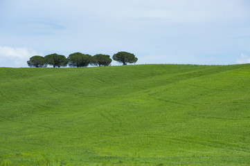 A group of trees on top of an hill in Tuscany, Italy