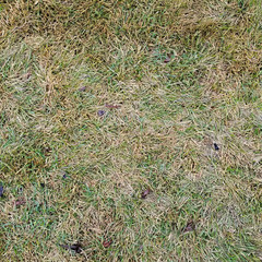 Texture or the grass