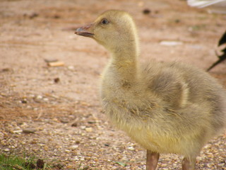 yellow babe goose/ gosling