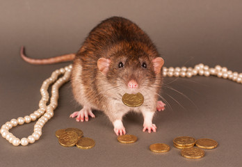 Grey rat with coins
