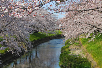 【日本】五条川の桜