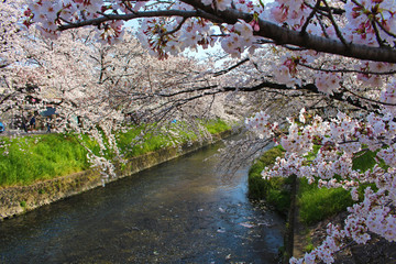 【日本】五条川の桜