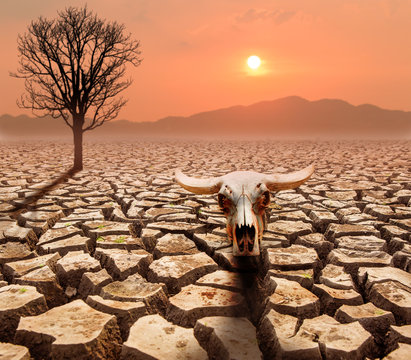 crack ground with dead tree and buffelo head ,global warming  concept