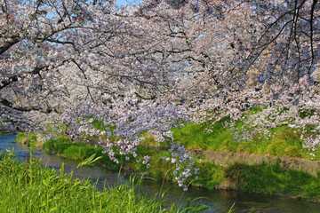 【日本】五条川の桜