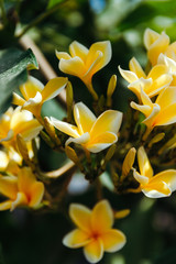 Soft flower frangipani or plumeria flower. Plumeria is a white-and-yellow petal.