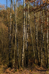 Obraz premium Birch forest in winter, Galicia. Spain.