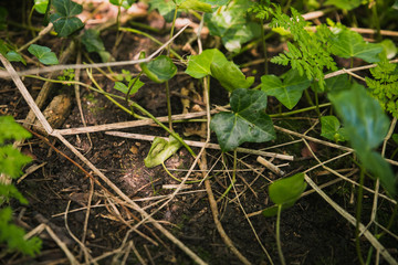 Fototapeta premium The ground of forrest or wood covered in mud, wood, branches, leaves leafs and other items with a cigarette butt left still burning killing animals that eat or setting fire to the dry wood and plants