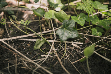 The ground of forrest or wood covered in mud, wood, branches, leaves leafs and other items with a cigarette butt left still burning killing animals that eat or setting fire to the dry wood and plants