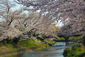 【日本】五条川の桜
