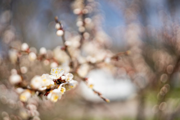 Cherry blossoms in spring. Beautiful bokeh in the background.