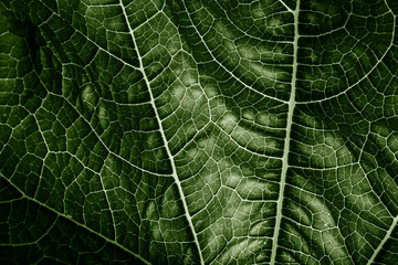green leaf close up - texture in the detail