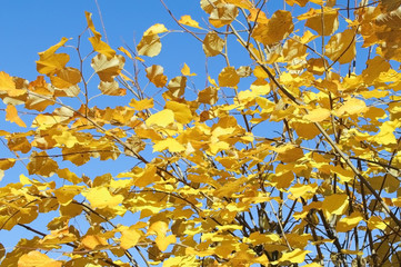 Yellow dried leafs on the linden tree branches at sunny day with blue sky in the background.
