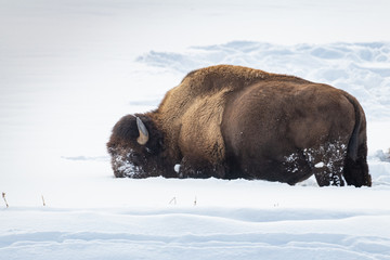 Bison in Hayden Valley