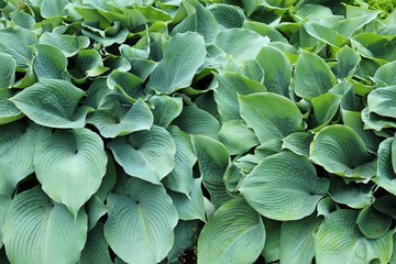 Green funky leaves.