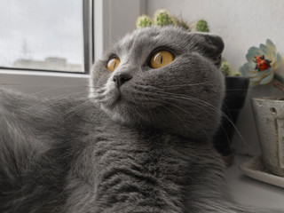 scottish fold cat portrait