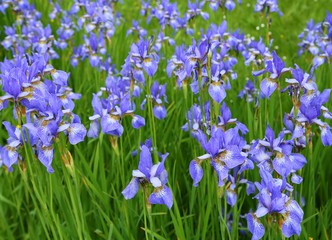 Iris sibirica.