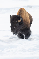 Bison in Hayden Valley