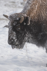 Bison in the Snow Near the Midway Geyser Basin