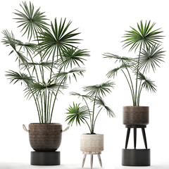 palm tree in a rattan basket on a white background	