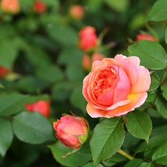 Pink rose.